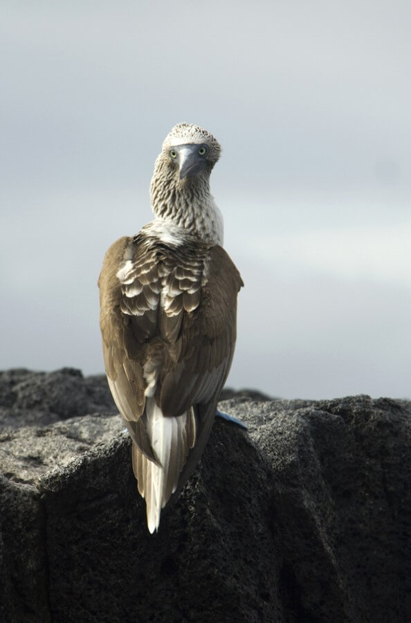 booby3