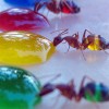 Some of the ants even wandered from one colour to another, creating new combinations in their stomachs