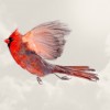 Male_Cardinal_small__91461_zoom.jpeg