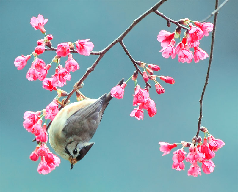 For the birds