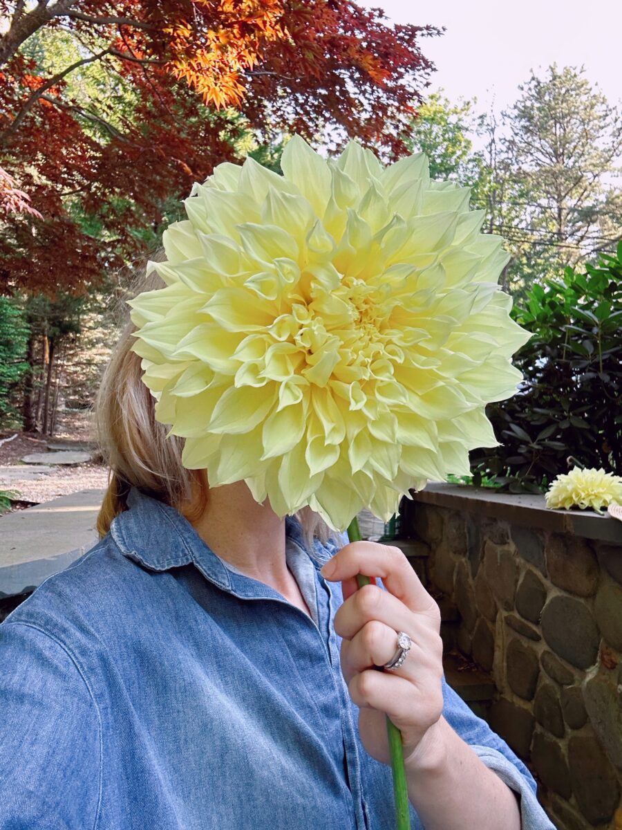An image of Ingrid holding a yellow dahlia in front of her face