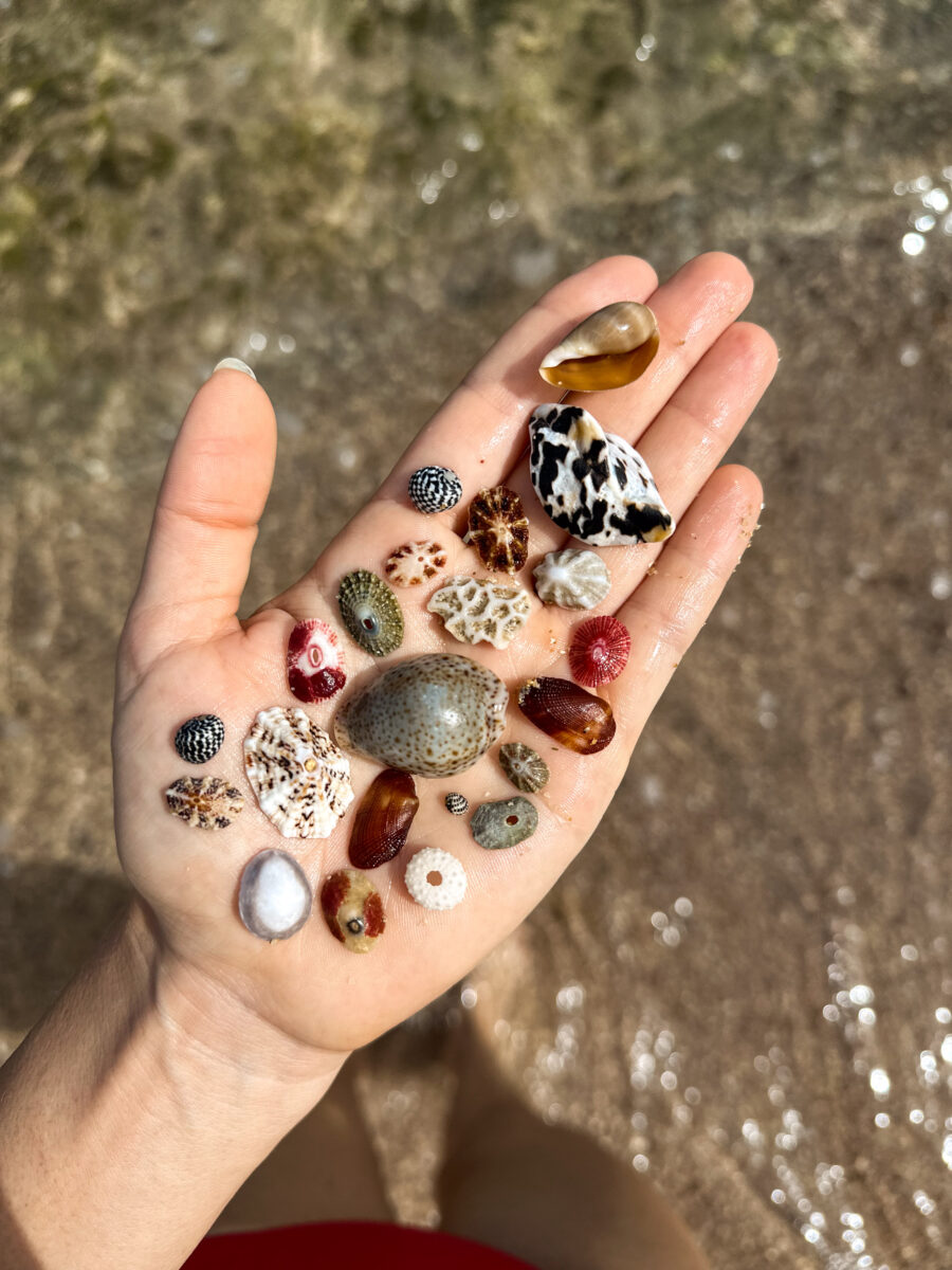 A hand at the beach holding shells arranged on the palm